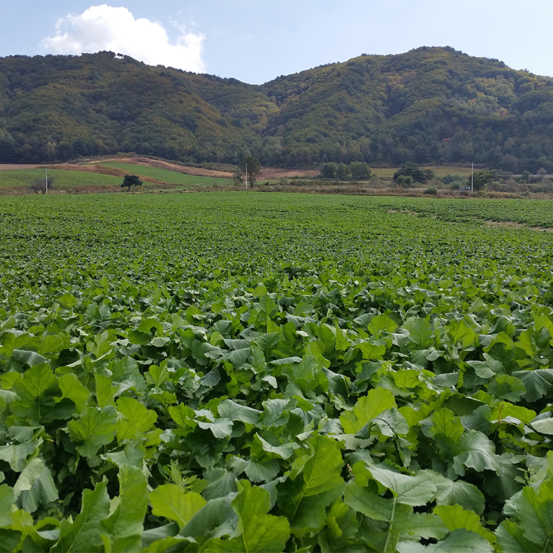 채림,통조림 3종세트,국산 나물,시래기,곤드레,고사리,시래기캔,곤드레캔,고사리캔,통조림나물,간편나물,냉동시래기,삶은 곤드레,양구펀치볼 시레기,양구펀치볼,삶은시래기,삶은고사리,캔나물,캔,간편조리,통조림,캔,간편나물